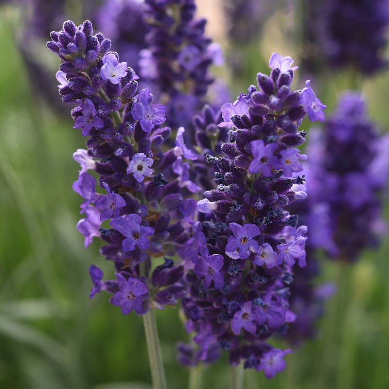 Lavender Seeds - Grow Your Own Lavender Garden