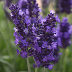 Lavender Seeds - Grow Your Own Lavender Garden