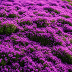 Creeping Thyme Seeds for Four Seasons