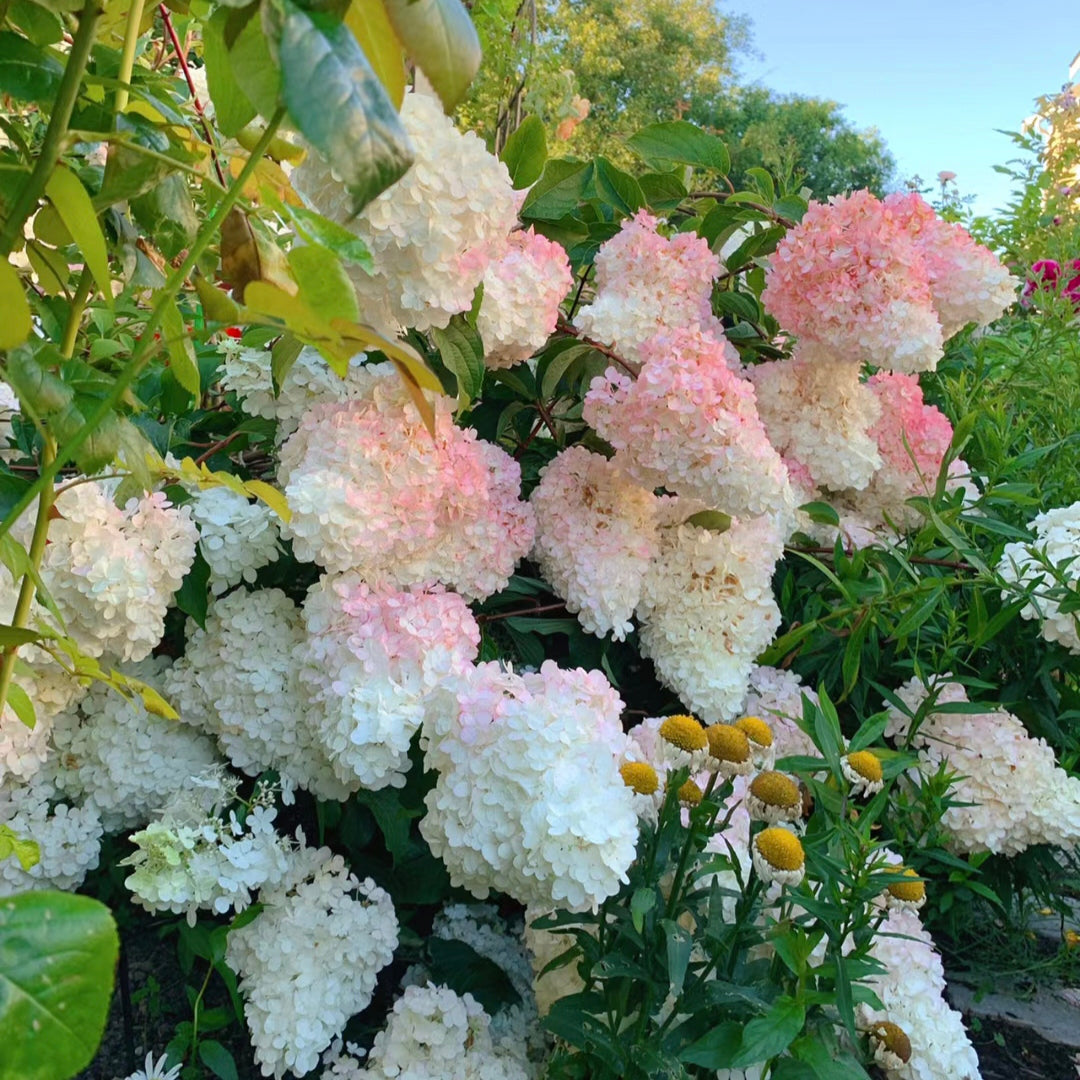 Panicle Hydrangea Flowers Seeds