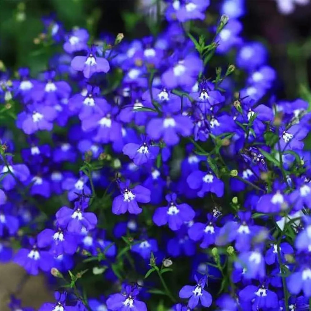 Creeping Thyme Seeds for Four Seasons