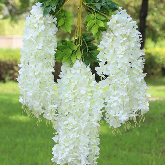 The Queen Of Flowers—Wisteria Flower Seeds
