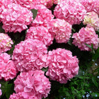 Hydrangea Seed - Unlock Nature's Beauty