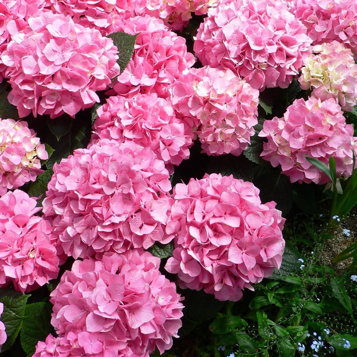 Hydrangea Seed - Unlock Nature's Beauty