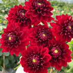 Mixture Dahlia Seeds