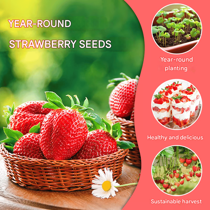 All-Year-Round Strawberry Seeds