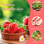 All-Year-Round Strawberry Seeds