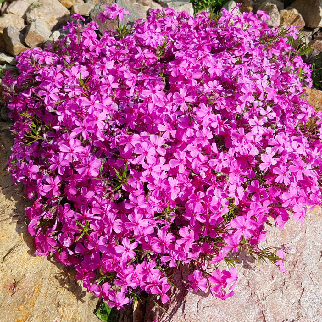 Creeping Phlox Homegrown Seeds