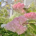 Panicle Hydrangea Flowers Seeds