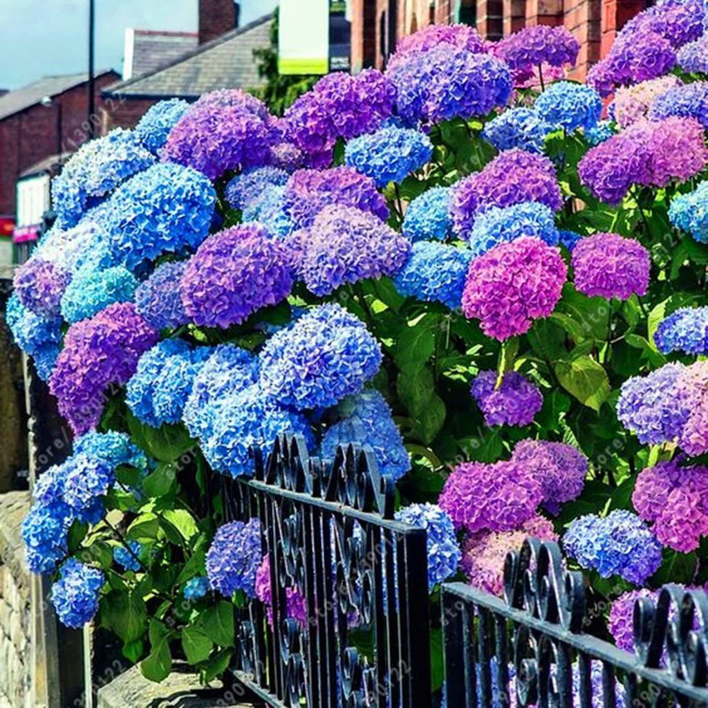 Hydrangea Seed - Unlock Nature's Beauty