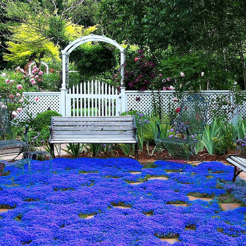 Creeping Thyme Seeds for Four Seasons
