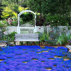 Creeping Thyme Seeds for Four Seasons