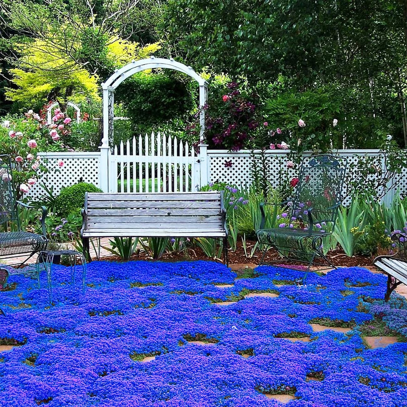 Creeping Thyme Seeds for Four Seasons