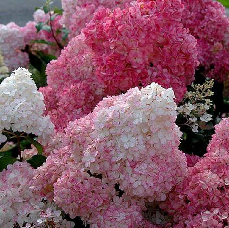 Panicle Hydrangea Flowers Seeds
