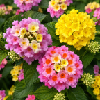 12 Piece Lantana Trio