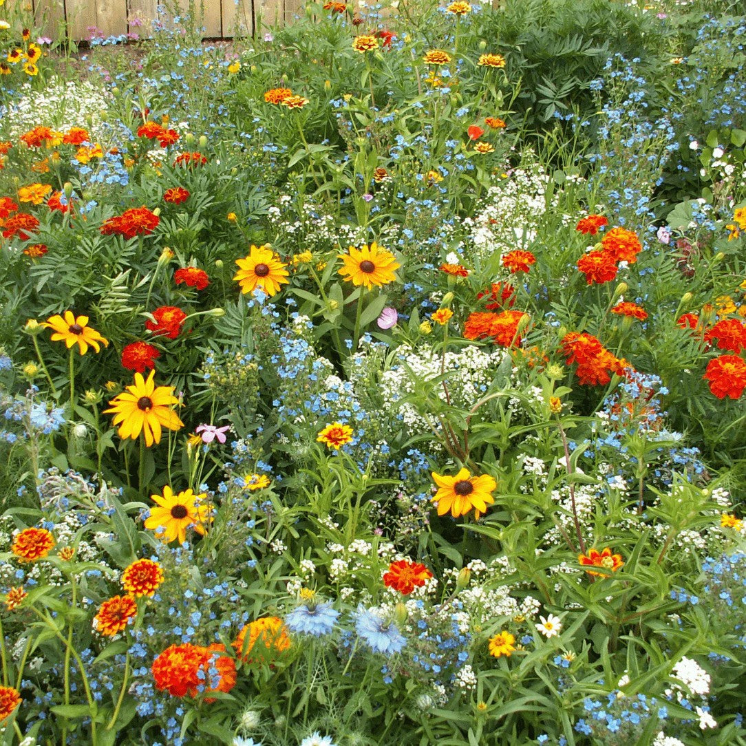 Summer Hardy Wildflower Seeds – Thrive in Heat, Flower Sea☀️