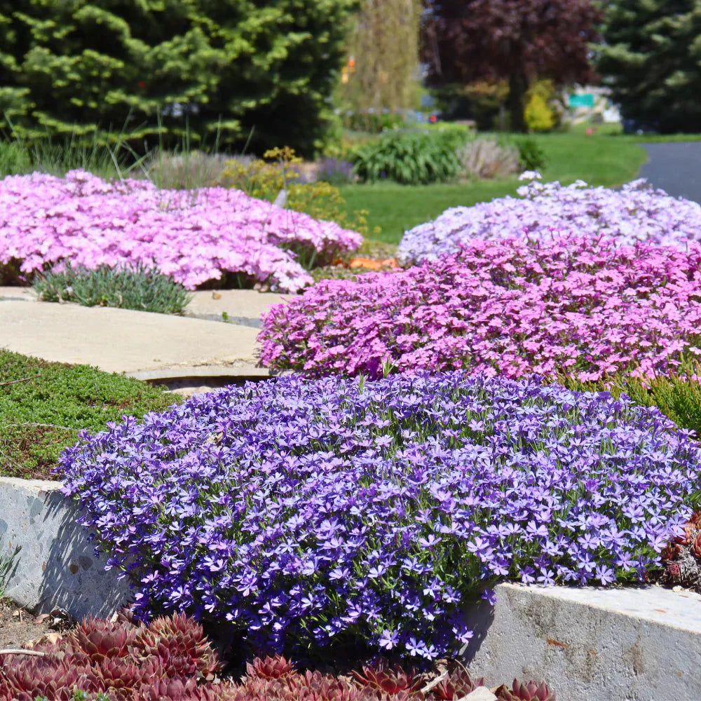 Creeping Phlox Homegrown Seeds
