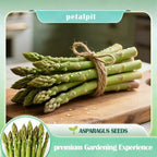 🌿Four Seasons Asparagus Mary Washington Seeds