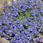 Creeping Thyme Seeds for Four Seasons