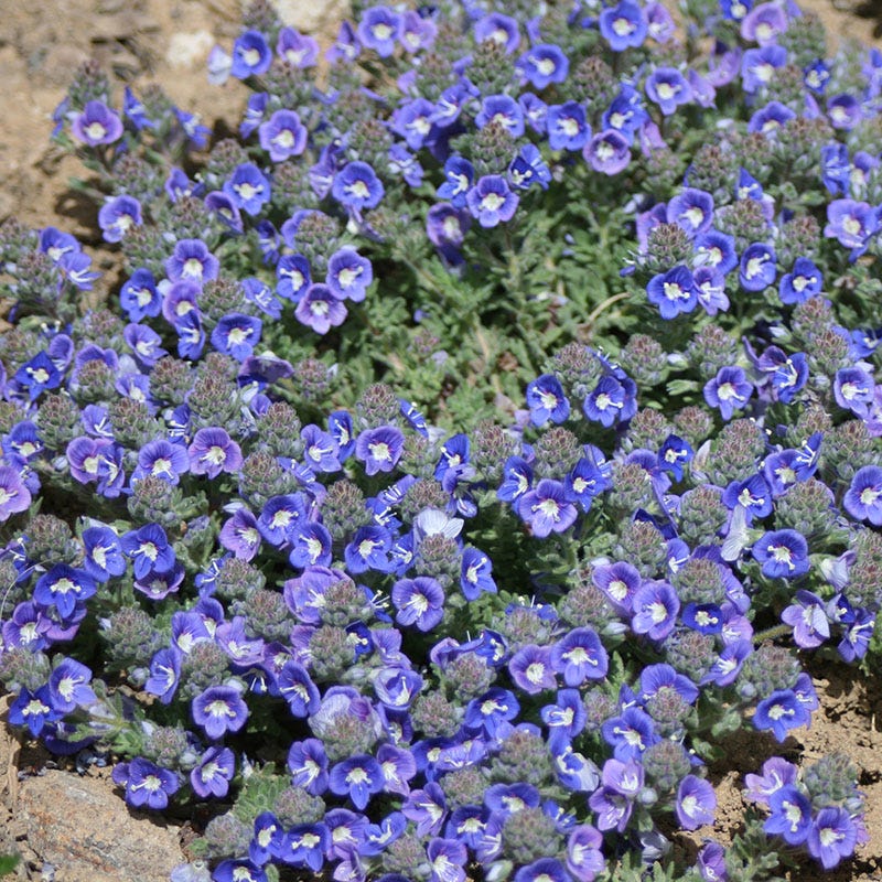 Creeping Thyme Seeds for Four Seasons