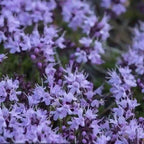 Creeping Thyme Seeds for Four Seasons