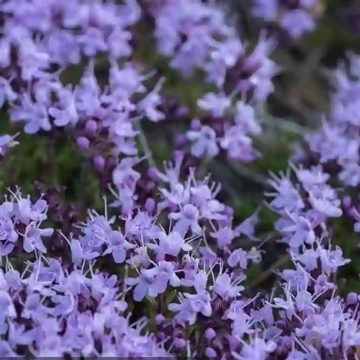 Creeping Thyme Seeds for Four Seasons