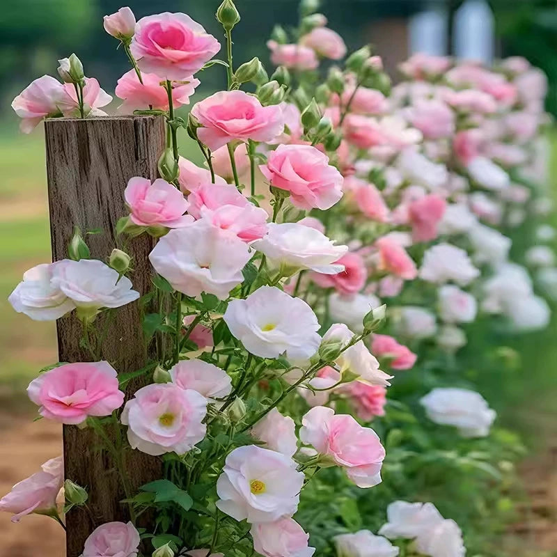 🌺Lisianthus - Sincere Love