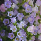 Cup & Saucer Bellflower Seeds – Grow a Real Life Fairy Garden