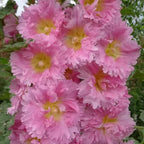 Double Hollyhock Seeds