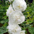 Double Hollyhock Seeds