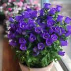 Cup & Saucer Bellflower Seeds – Grow a Real Life Fairy Garden