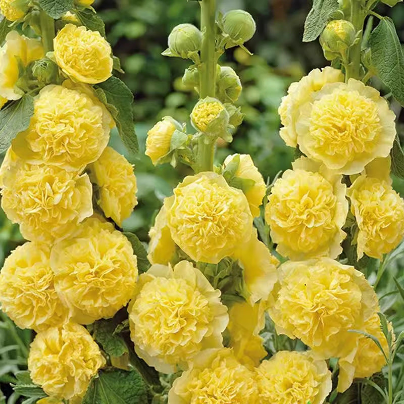 Double Hollyhock Seeds