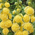 Double Hollyhock Seeds