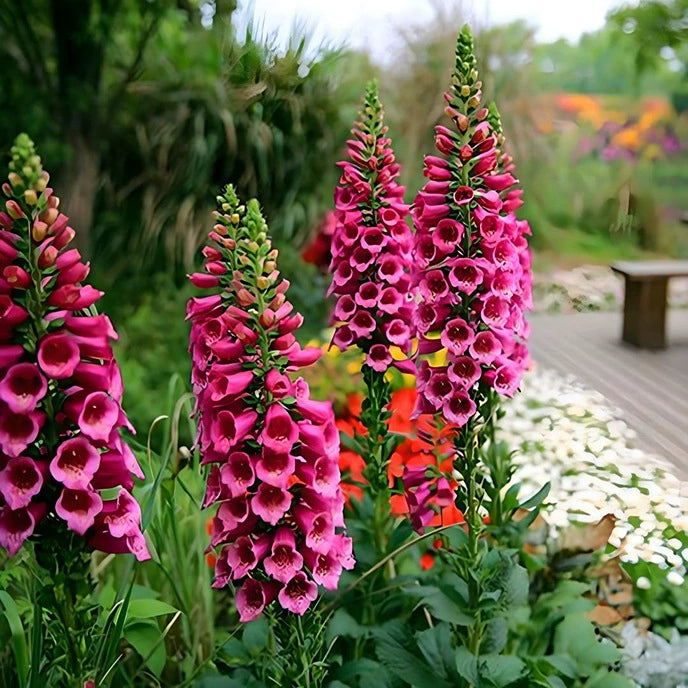 Premium Foxglove Seeds – Elegant Blooms That Transform Your Garden
