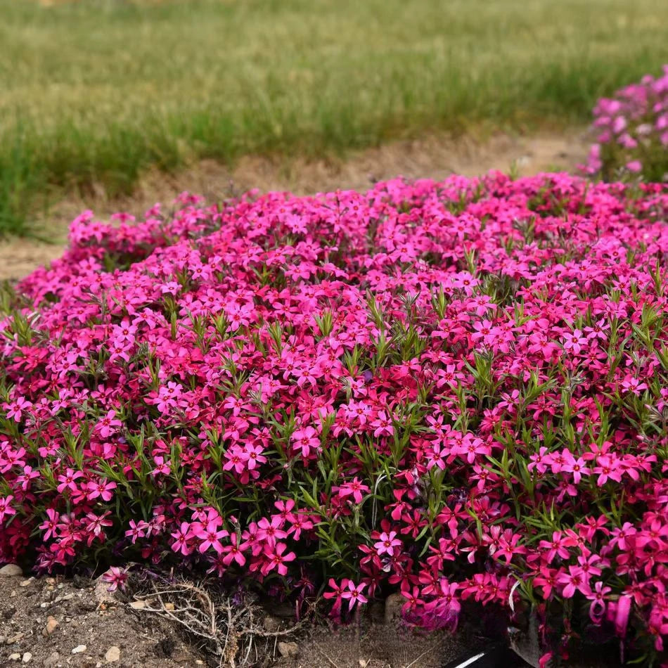 Creeping Phlox Homegrown Seeds