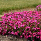 Creeping Phlox Homegrown Seeds