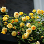 Garden Climbing Rose Flower Seeds