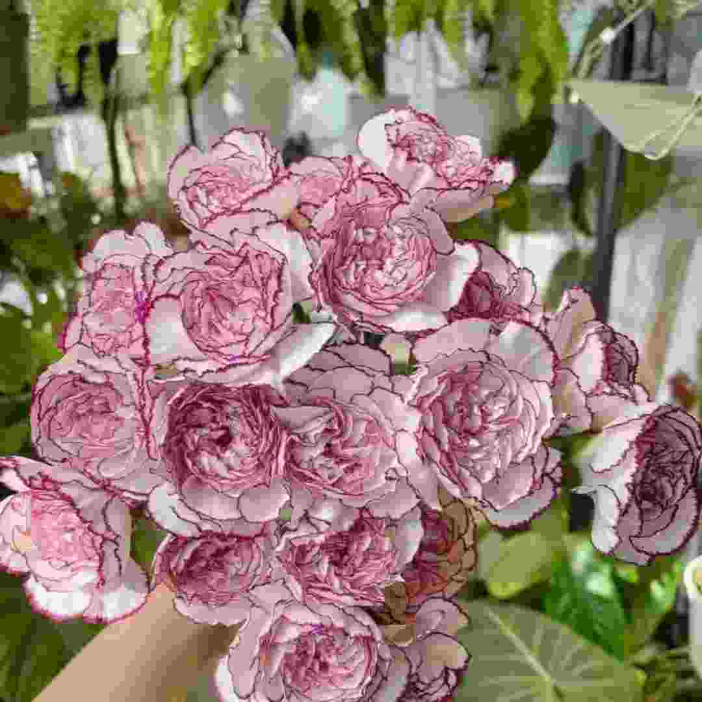 Double Carnation Seeds🌺