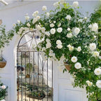 Garden Climbing Rose Flower Seeds