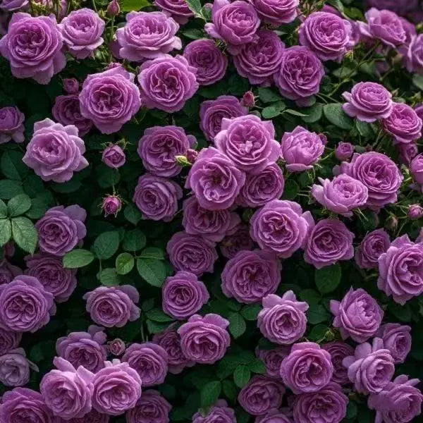 Garden Climbing Rose Flower Seeds