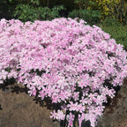 Creeping Phlox Homegrown Seeds
