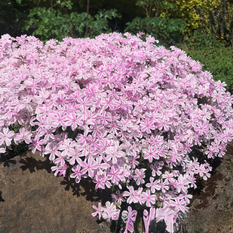 Creeping Phlox Homegrown Seeds