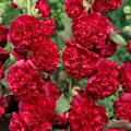 Double Hollyhock Seeds