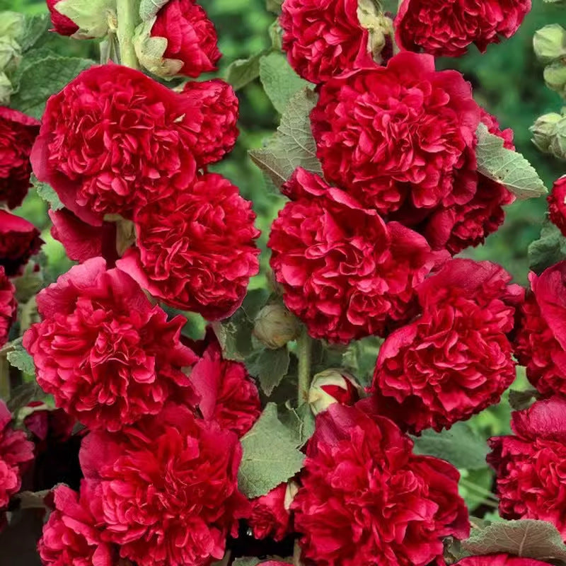 Double Hollyhock Seeds