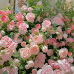 Garden Climbing Rose Flower Seeds