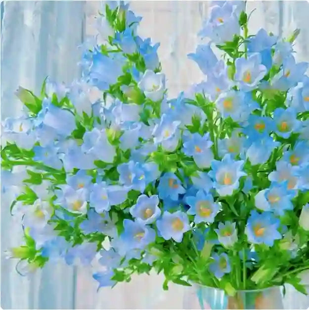 Cup & Saucer Bellflower Seeds – Grow a Real Life Fairy Garden