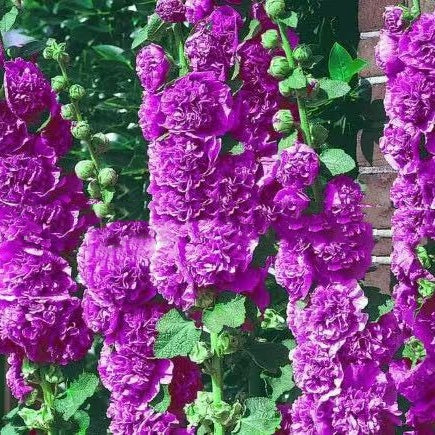 Double Hollyhock Seeds