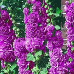 Double Hollyhock Seeds