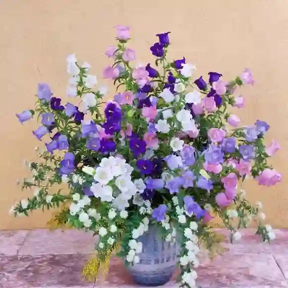 Cup & Saucer Bellflower Seeds – Grow a Real Life Fairy Garden