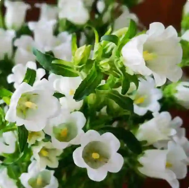 Cup & Saucer Bellflower Seeds – Grow a Real Life Fairy Garden